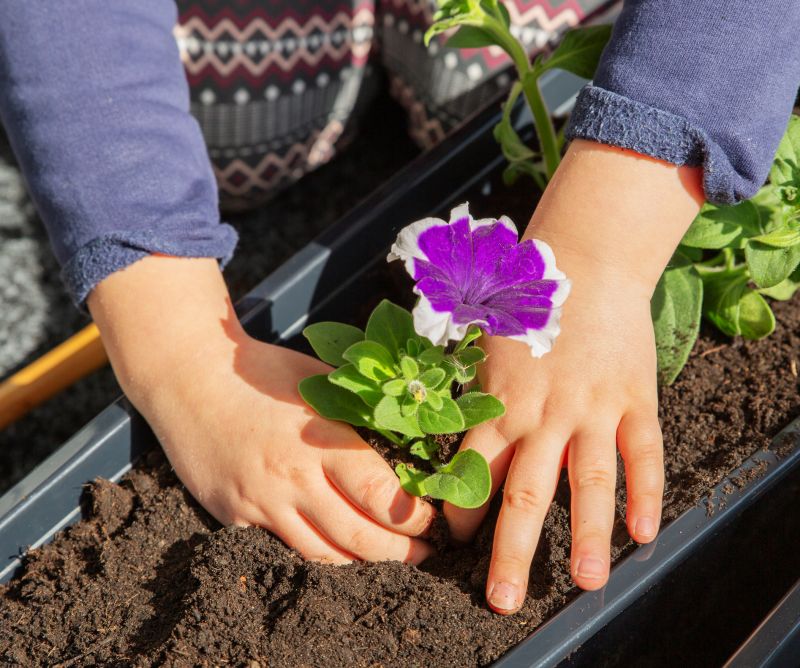 Local Petunia Planting pros at work