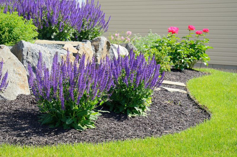 Petunia Planting