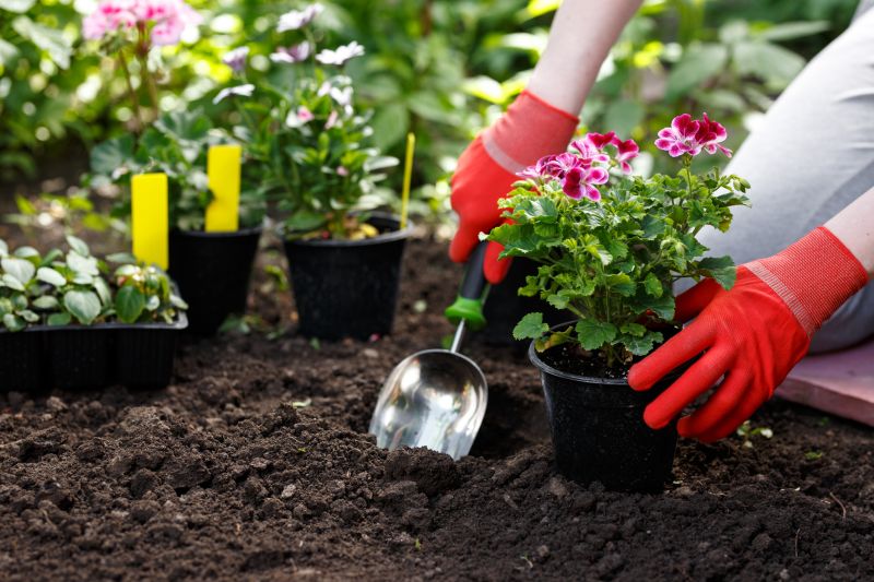 Petunia Planting