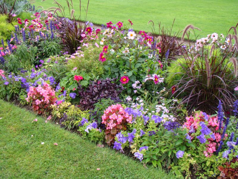 Petunia Garden Bed