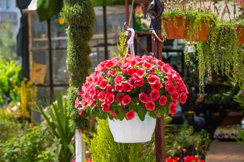 Hanging Petunia Baskets