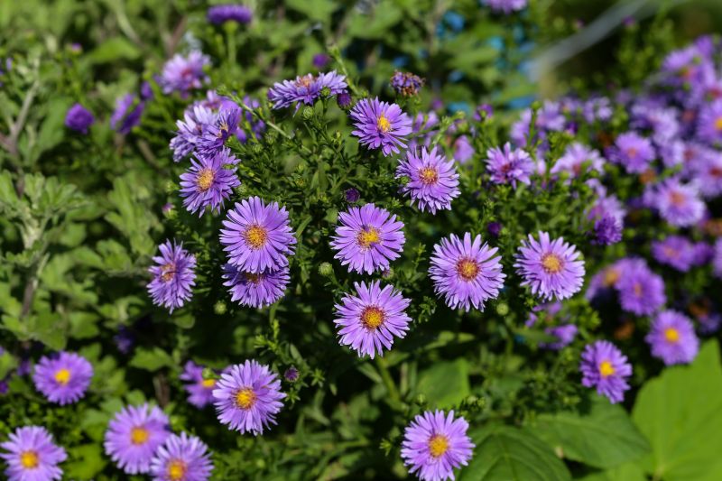 Petunia Flowering