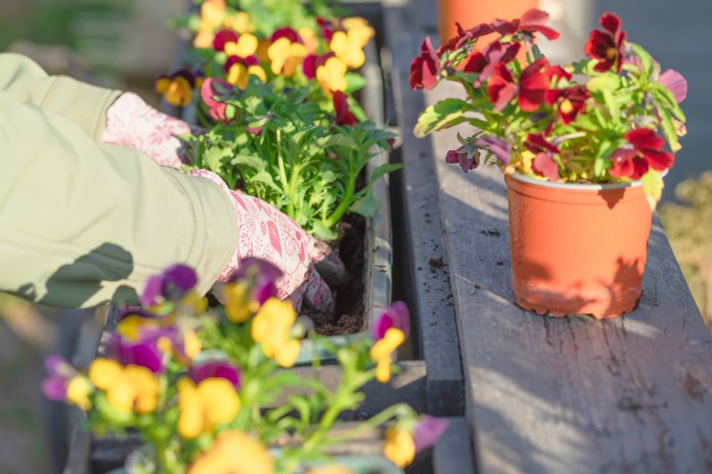 Transplanting Petunias