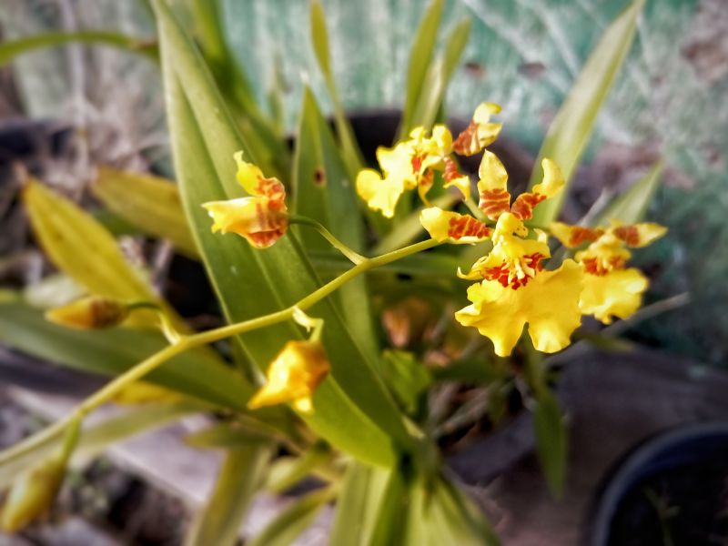 Petunia Flower Close-up