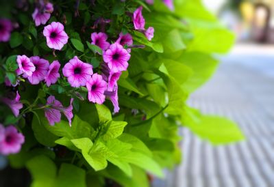 Enjoy These Beautiful Low Maintenance Flowers!