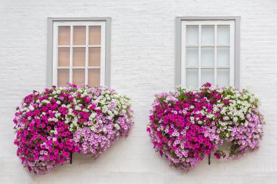 Give Your Landscape a Pop of Color!